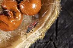 Oxycarenus annulipes