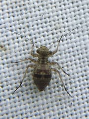Mesopsocus
