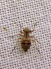 Mesopsocus
