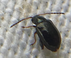 Aphthona