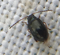 Aphthona