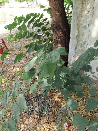 Bauhinia purpurea
