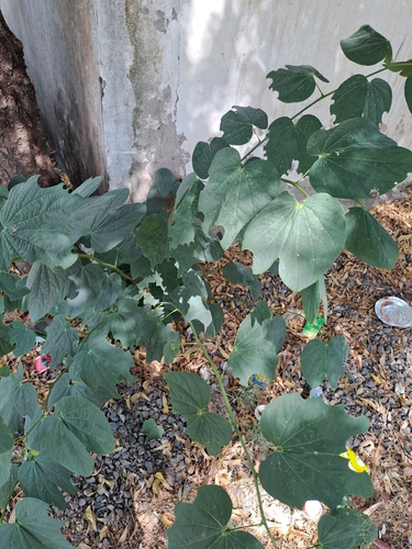 Bauhinia purpurea