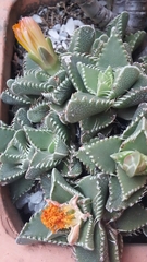 Faucaria