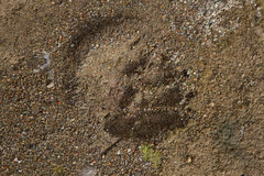 Ursus americanus eremicus