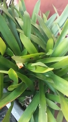 Clivia miniata miniata