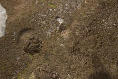 Ursus americanus eremicus