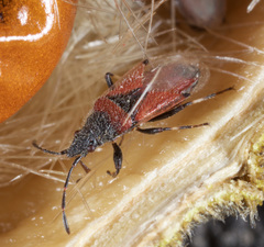 Oxycarenus annulipes