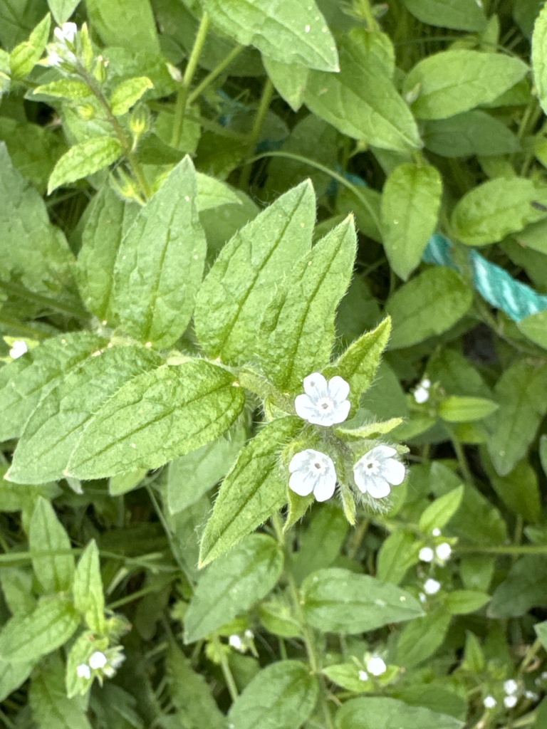 Bothriospermum chinense from 景山公园, 北京市, CN on April 26, 2024 at 1228