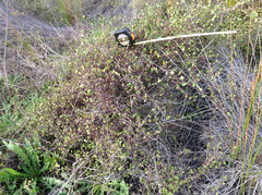 Muehlenbeckia complexa complexa