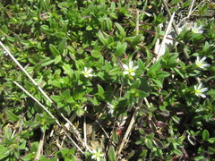 Cerastium holosteoides
