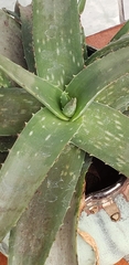 Aloe vera