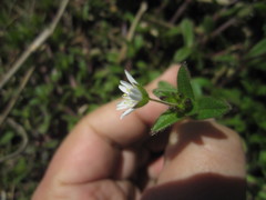 Cerastium holosteoides