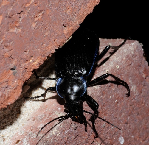 Narrow Searcher Beetle photo 5