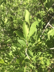 Forestiera pubescens pubescens
