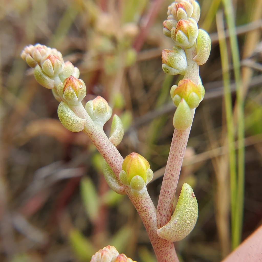 Dudleya multicaulis 2