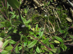 Cerastium holosteoides