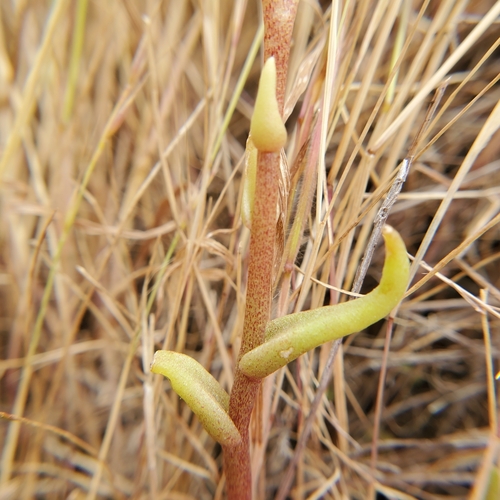 Image of Dudleya multicaulis by no rights reserved