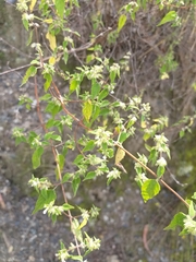 Minthostachys acutifolia