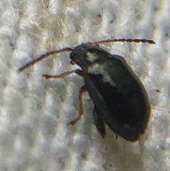 Aphthona