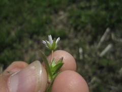Cerastium holosteoides