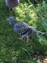 Columba livia domestica