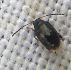 Aphthona