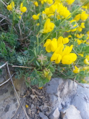 Coronilla minima