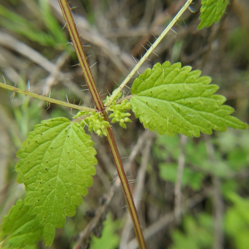 Image of Western nettle by no rights reserved