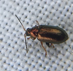 Crepidodera aurea