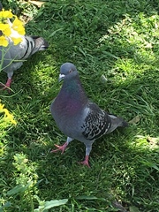 Columba livia domestica