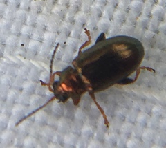 Crepidodera aurea