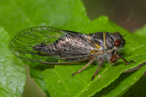 Platypedia similis