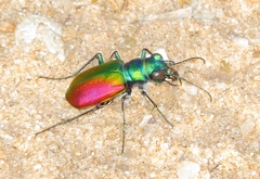 Cicindela scutellaris scutellaris