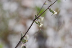 Silene dichotoma