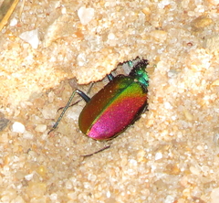 Cicindela scutellaris scutellaris