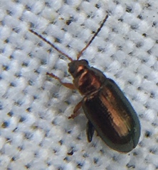 Crepidodera aurea