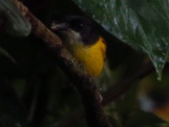 Poecilotriccus calopterus