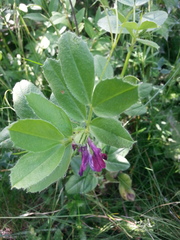 Vicia serratifolia