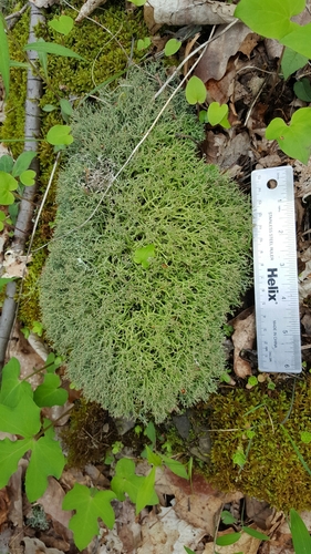 many-forked cladonia