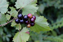 Vitis rotundifolia munsoniana