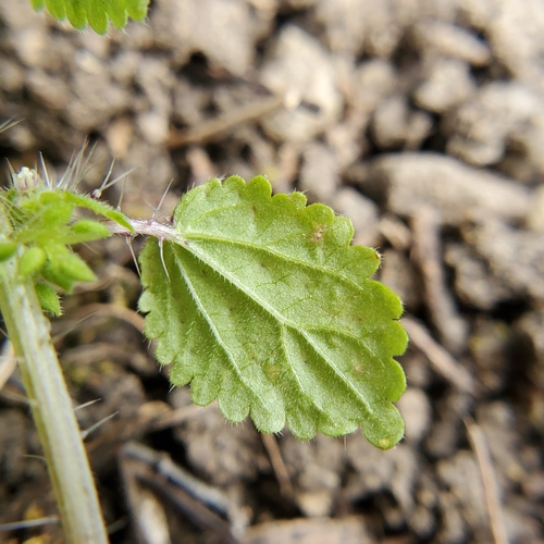 Image of Hesperocnide tenella by no rights reserved