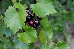 Vitis rotundifolia munsoniana