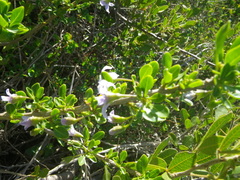 Solanum guineense