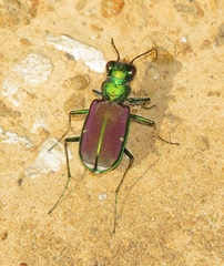 Cicindela splendida