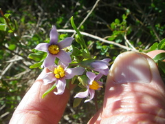 Solanum guineense