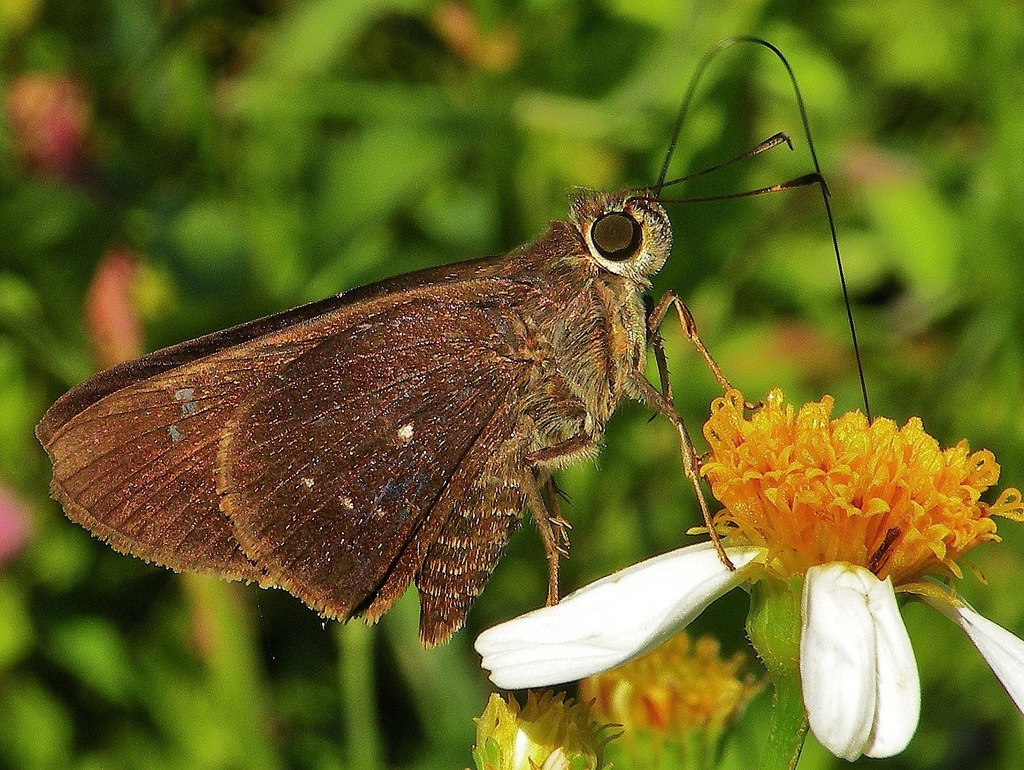 Osca Skipper