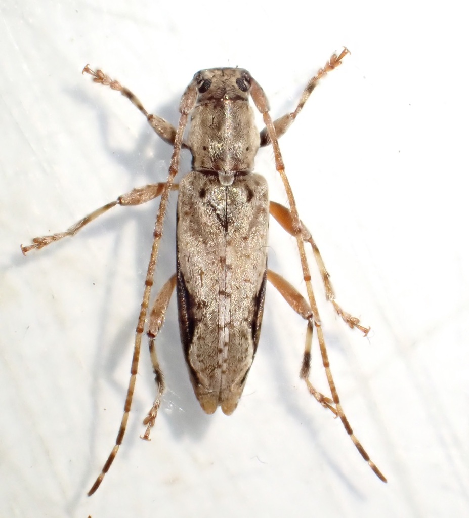 Psilocnaeia brouni
