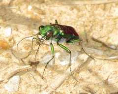Cicindela splendida