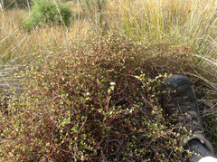 Muehlenbeckia complexa complexa